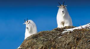 Yukon Wildlife Preserve